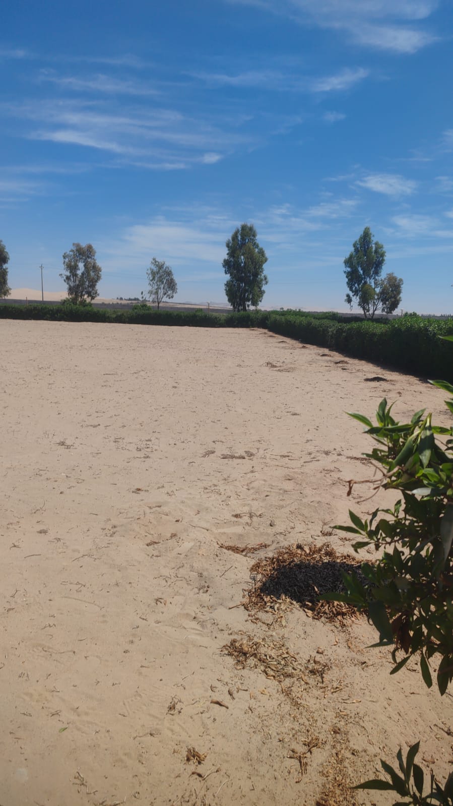 Terreno en Condominio Eucaliptos del Valle   - ICA  1,850m2