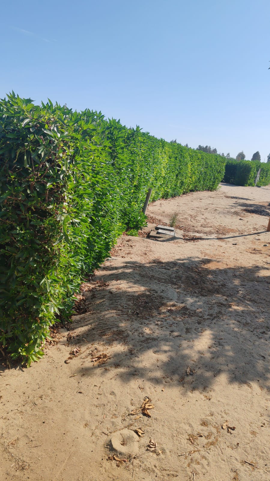 Terreno en Condominio Eucaliptos del Valle   - ICA  1,850m2